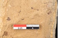 Foto (Detailansicht) von Plantae indet.  (NHMW-GEO-2024-0188-11501)
